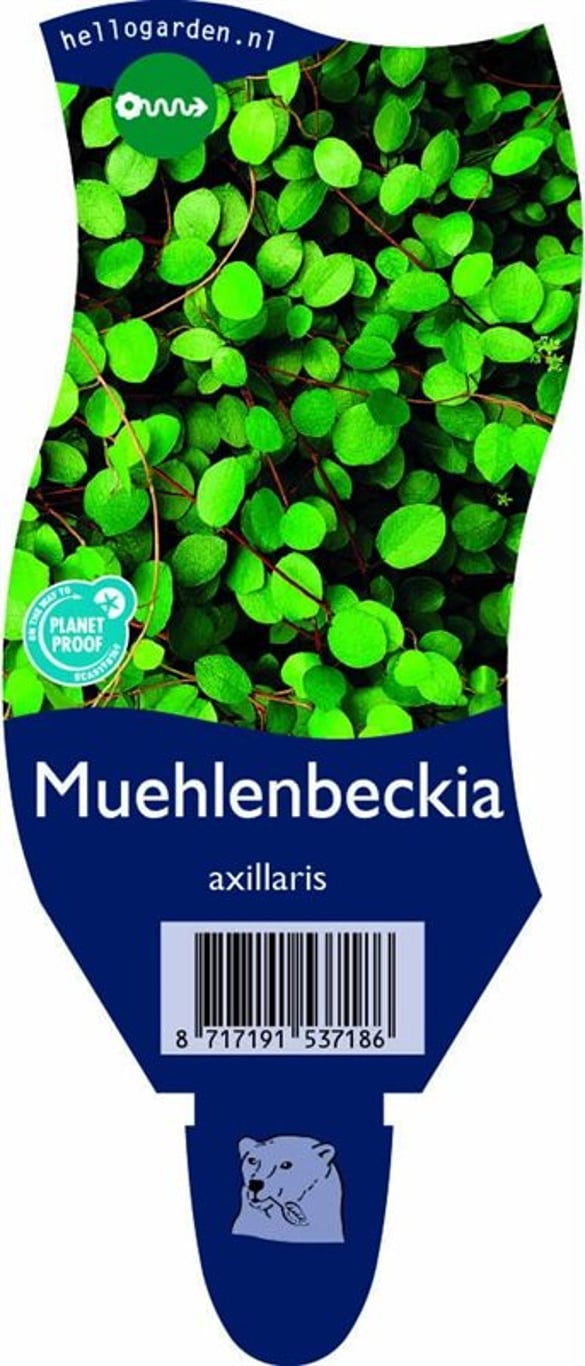 Muehlenbeckia axillaris - P11